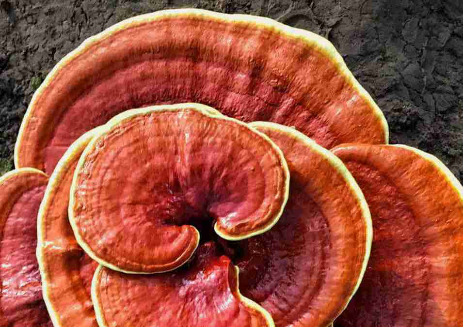 Reishi Ling Zhi (Ganoderma Lucidum) Red 100% BIO - Whole Dried