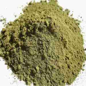 chacruna-psychotria-viridis-secca-polvere