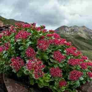 Rhodiola-Rosea