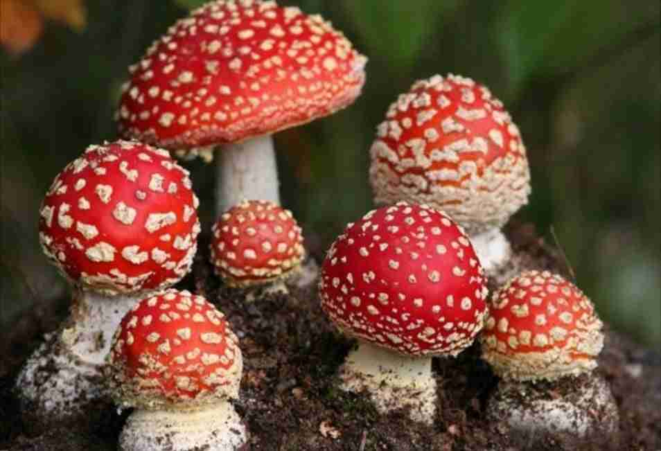 amanita_muscaria nel bosco variante rossa bianca