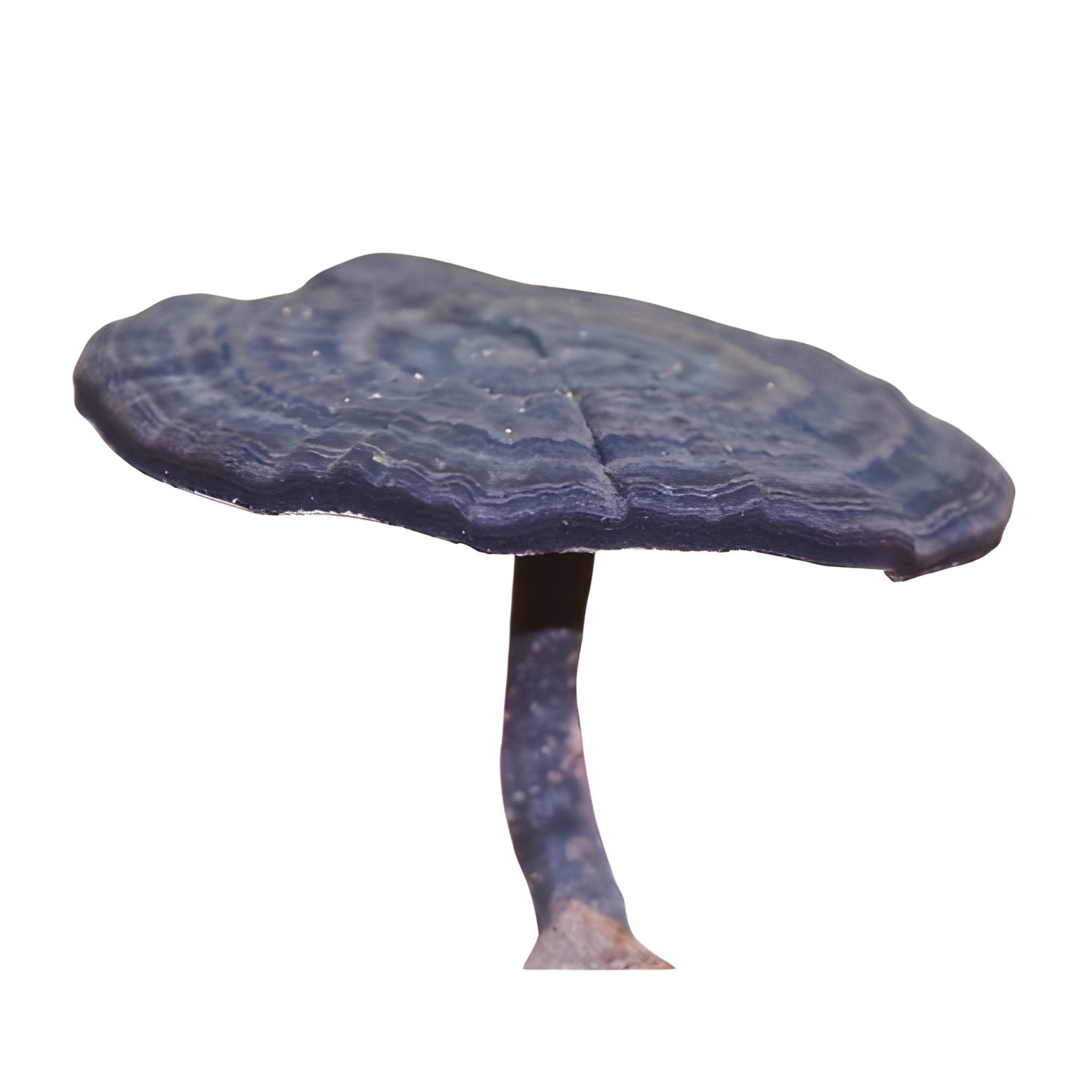 Black Reishi – Fungo Sacro per Immortalità e Protezione Energetica