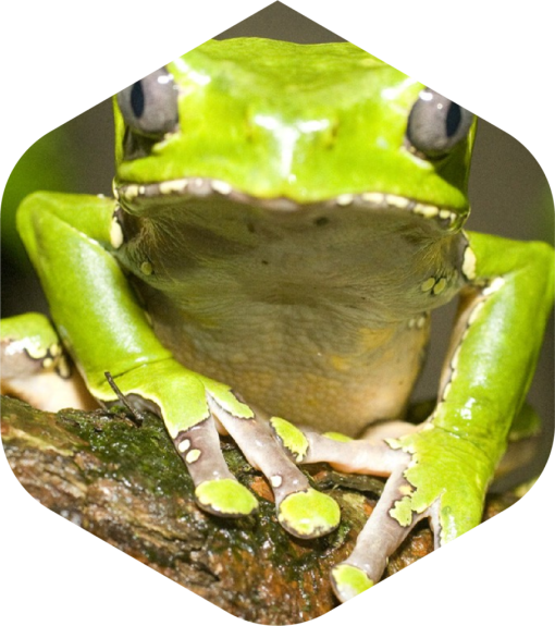 Kambo Paletta Stick Super Disintossicante Perù Amazonia - immagine 4