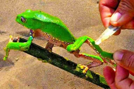 Kambo Paletta Stick Super Disintossicante Perù Amazonia - immagine 5